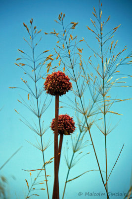 Monemvasia - Allium