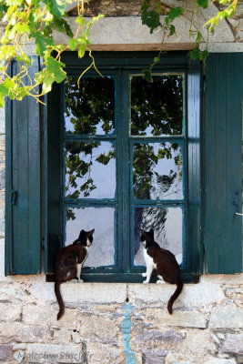 Curious Cats - Trachila