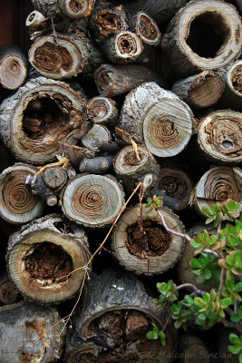 Olive Logs - Trachila