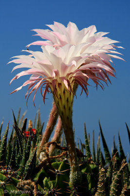 Cactus Flower - Agios Nikolaos