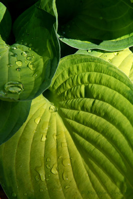 Hosta Gold Standard