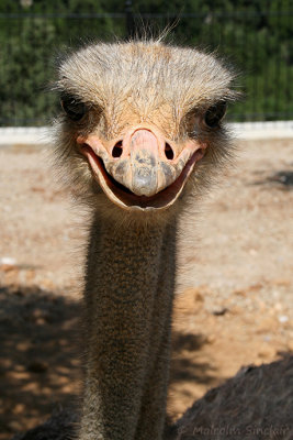 Happiness is Ostrich Shaped