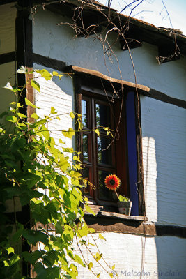 Sunny Window Sill