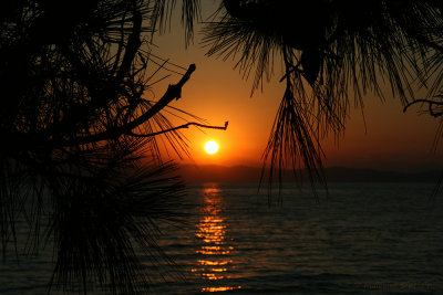 Sunset through the Tamarisk Trees