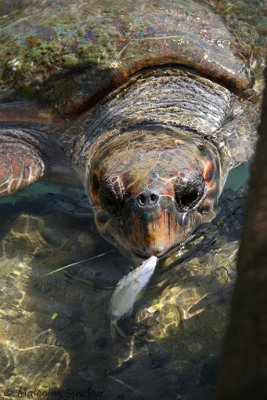 Turtle Treat