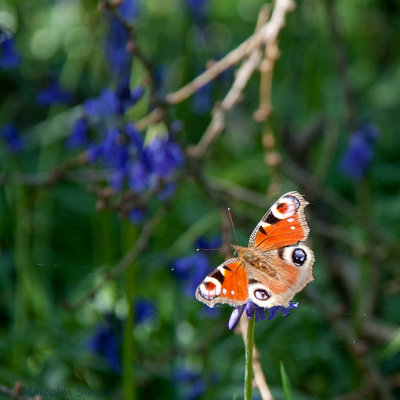 Peacock Butterfly and Bluebells