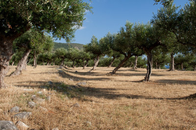 Olive Grove in the Evening Sun
