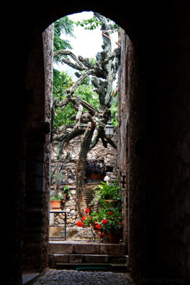 Courtyard Cactus