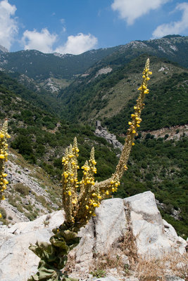 Kitrinaris Tower