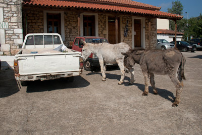 Car and Donkey Park