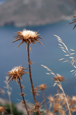 Thistles