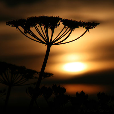 Seed Heads at Sunset