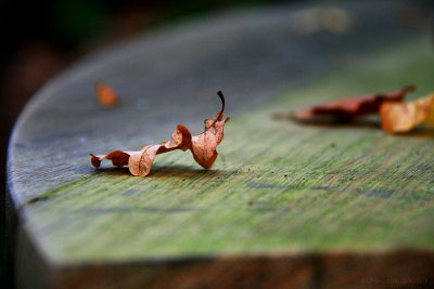 Fallen Oak