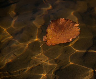 Autumn River