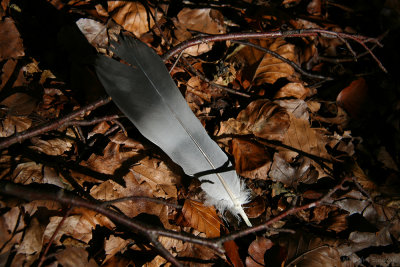 Feather, Leaves and Light