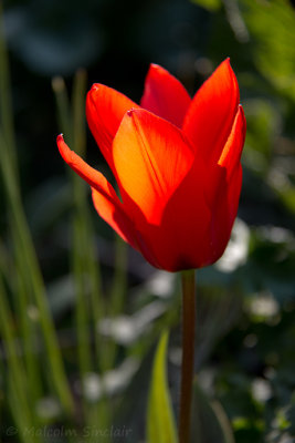 Red Tulip