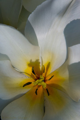 Tulip Viridiflora