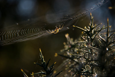 Early Morning Spider
