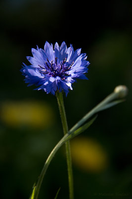 Cornflower