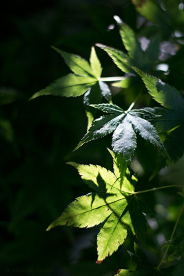Light and Shade
