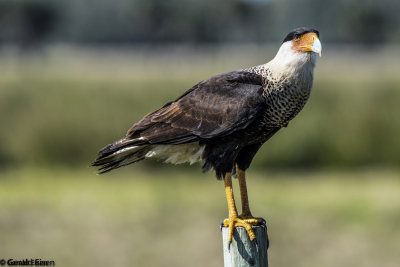 Caracara 