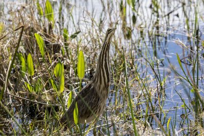 Bittern 