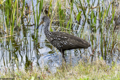 Limpkin 