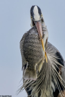 Great Blue Heron