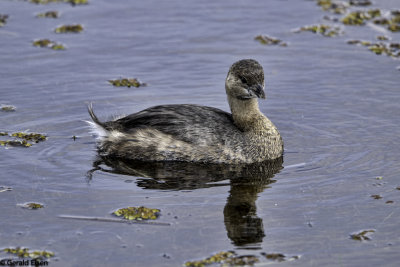 Pied Bill Grebe 