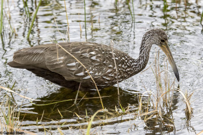 Limpkin 