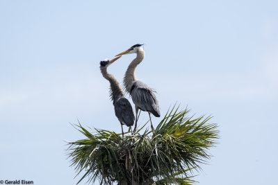 Great Blue Herons