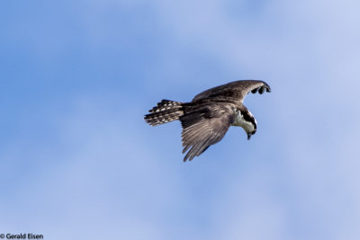 Osprey 