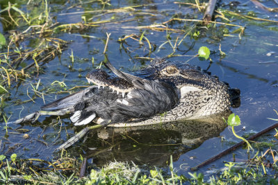 Alligator eating a Coot