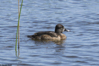 Ringneck Duck