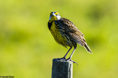 Meadowlark