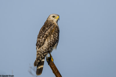 Red Shoulder Hawk