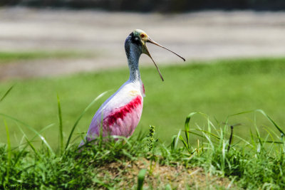 Roseate Spoonbill