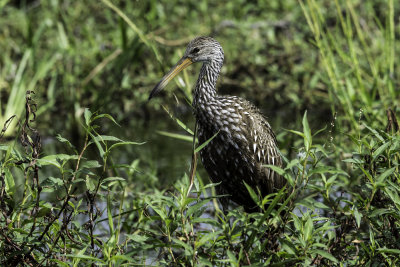 Limpkin