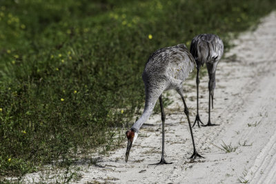 Sandhill Cranes