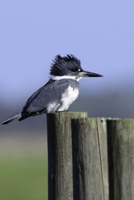 Belted Kingfisher