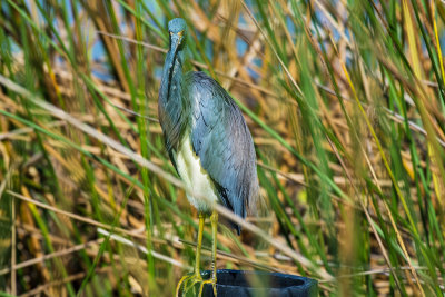 Tai-Colored Heron