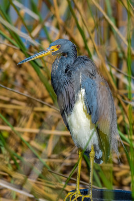 Tr-Colored Heron