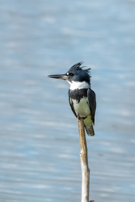 Belted Kingfisher