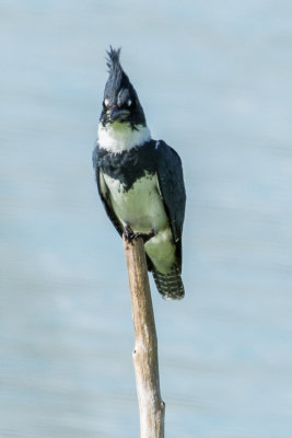 Belted Kingfisher