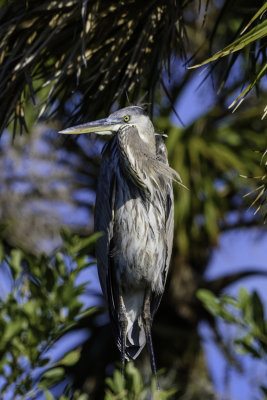 Great Blue Heron