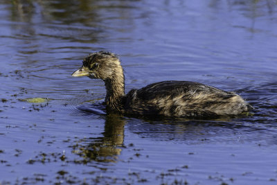 Pied Bill Grebe