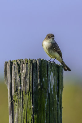 Northern Mockingbird