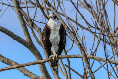 Osprey