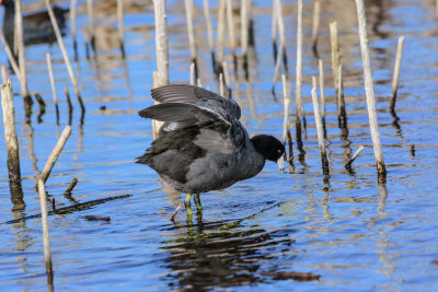 American Coot