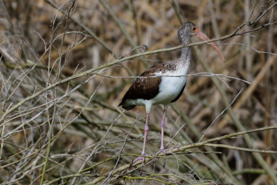 Glossy Ibis